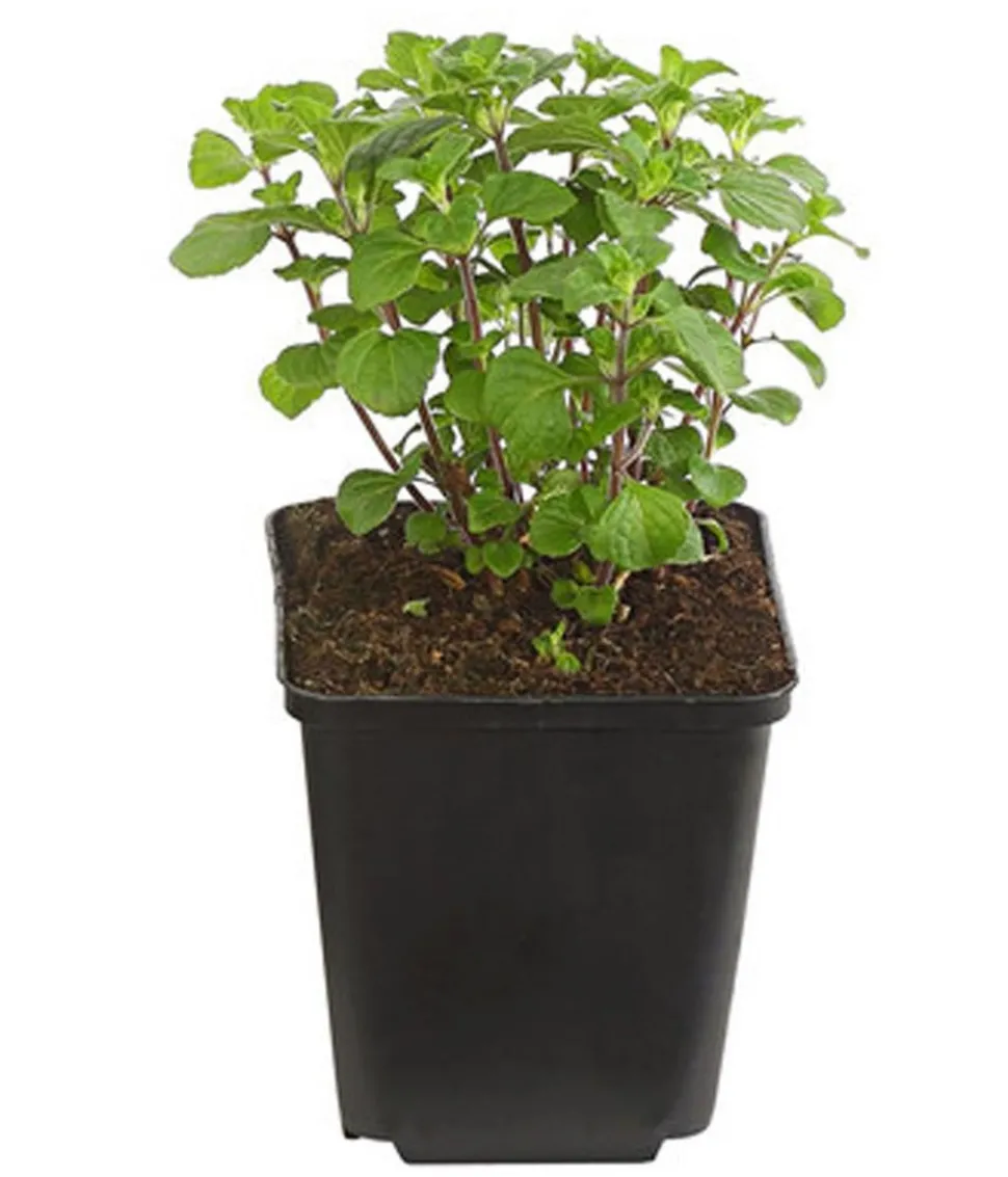 Bio Steinquendel