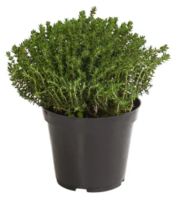 Bio Thymian