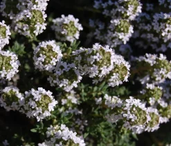 Bio Thymian