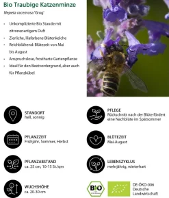 Bio Traubige Katzenminze 'Grog'
