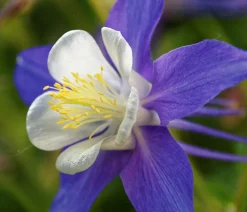 Bio Akelei 'Biedermeier', verschiedene Sorten