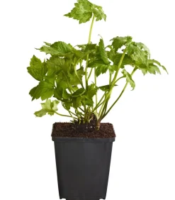 Bio Anemone hupehensis 'September Charme'