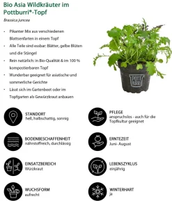 Bio Asia Wildkräuter im Pottburri®-Topf