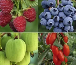 Bio Beeren-Kiwi-Set Powerobst, 4-teilig