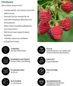 Bio Beeren-Kiwi-Set Powerobst, 4-teilig