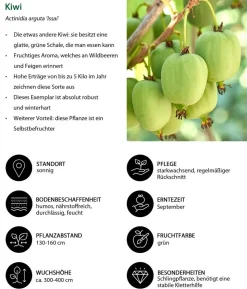 Bio Beeren-Kiwi-Set Powerobst, 4-teilig