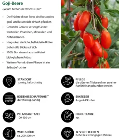 Bio Beeren-Kiwi-Set Powerobst, 4-teilig