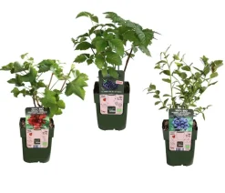 Bio Beeren-Set Kleiner Obstgarten, 3-teilig