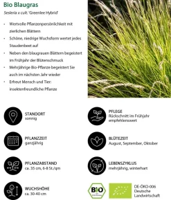 Bio Bodendecker Gräser-Set Sonnengarten, 9-teilig