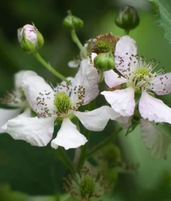 Bio Brombeere 'Navaho® BigandEarly®'