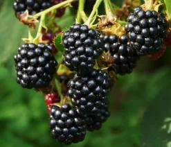 Bio Brombeere 'Thornless Evergreen'