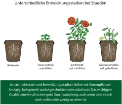Bio Buschmalve 'Burgundy Wine'