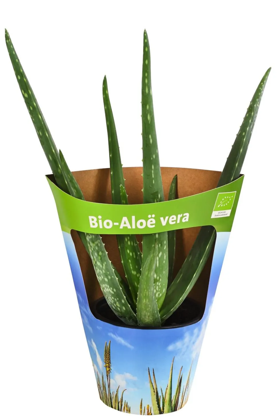 Bio Echte Aloe - Aloe vera