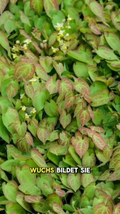 Bio Elfenblume 'Frohnleiten'