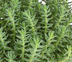 Bio Felsen-Fetthenne