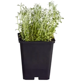 Bio Filziges Hornkraut 'Silberteppich'