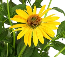 Bio Garten-Scheinsonnenhut 'Cheyenne Spirit'