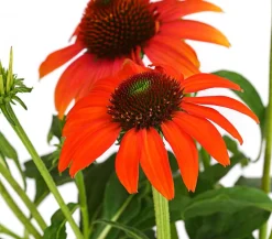 Bio Garten-Scheinsonnenhut 'Cheyenne Spirit'