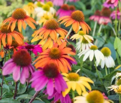 Bio Garten-Scheinsonnenhut 'Cheyenne Spirit'