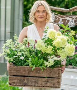 Bio Großblumige Margerite 'Alaska'