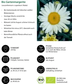 Bio Großblumige Margerite 'Alaska'