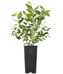 Bio Heidelbeere 'Hortblue Petite®'