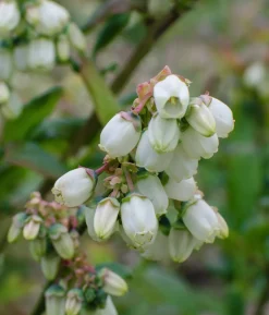 Bio Heidelbeere 'Reka'