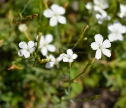 Bio Heide-Nelke 'Albus'