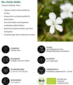 Bio Heide-Nelke 'Albus'