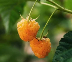 Bio Himbeere 'Autumn Amber®'