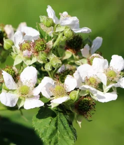 Bio Himbeere 'Autumn First®'