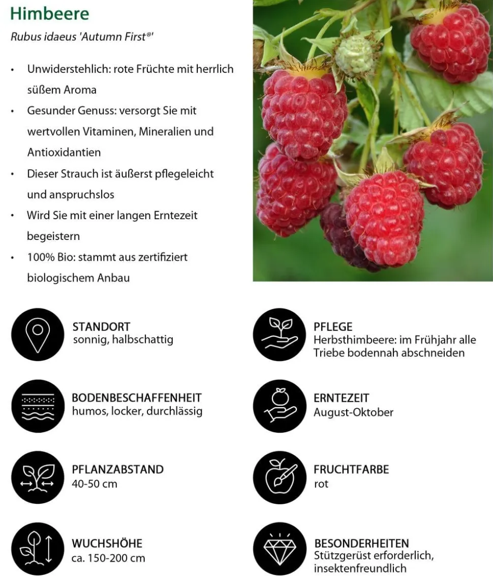 Bio Himbeere 'Autumn First®'