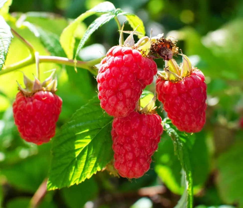 Bio Himbeere 'Heritage'
