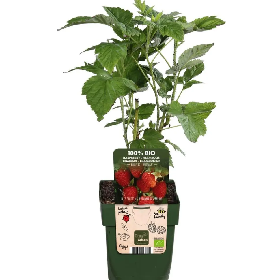 Bio Himbeere 'Heritage'