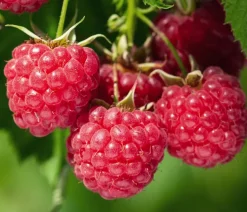 Bio Himbeere 'Malling Promise'
