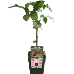 Bio Him-Brombeere 'Tayberry'
