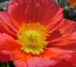 Bio Island-Mohn