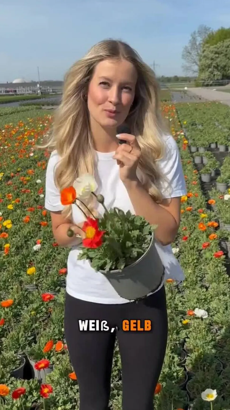Bio Island-Mohn