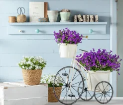 Bio Karpaten-Glockenblume, blau