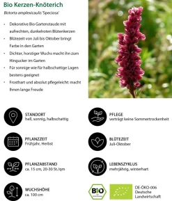 Bio Kerzen-Wiesenknöterich 'Speciosa'