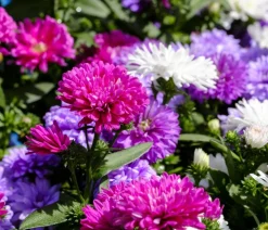 Bio Kissen-Aster 'Prof. Anton Kippenberg'