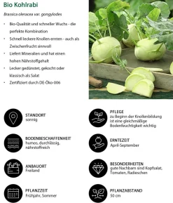 Bio Kohlrabi weiß, 6er Schale