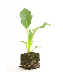Bio Kohlrabi weiß, 6er Schale