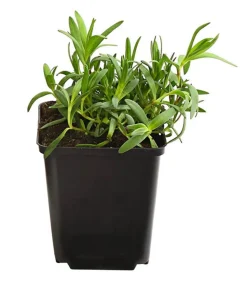 Bio Kriechendes Schleierkraut 'Rosea'