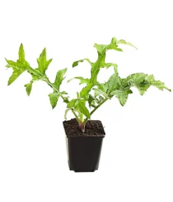Bio Kugeldistel
