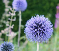 Bio Kugeldistel