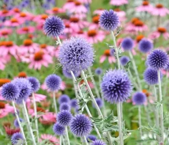Bio Kugeldistel