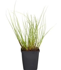 Bio Lampenputzergras 'Hameln'