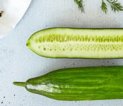 Bioland Gurke, veredelt