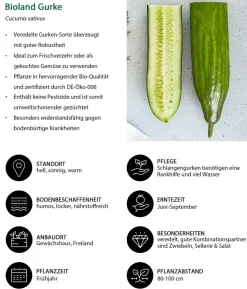 Bioland Gurke, veredelt